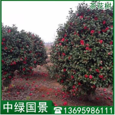 茶花树批发 苗圃低价直销绿化苗木 移植苗图2