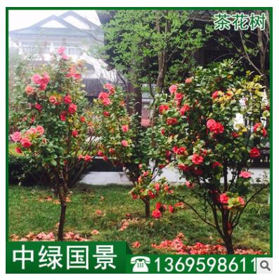 茶花树批发 苗圃低价直销绿化苗木 移植苗图3