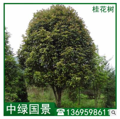 桂花树批发 桂花树苗地苗移植苗 福建厂家批发图3