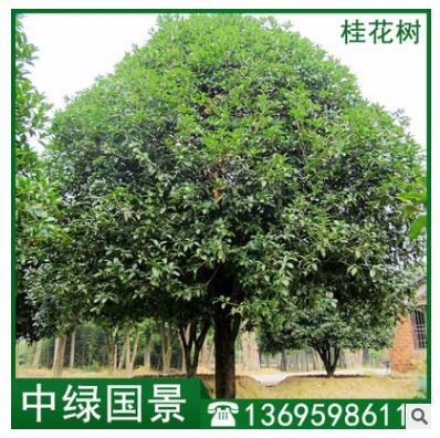 桂花树批发 桂花树苗地苗移植苗 福建厂家批发图2