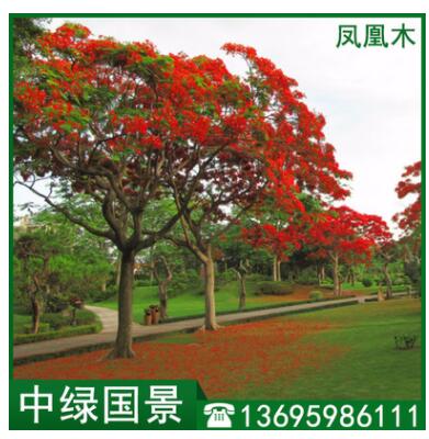 凤凰木报价 绿化苗木 移植苗 假植木5-30公分图3