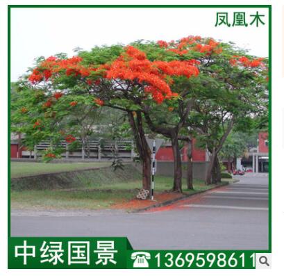 凤凰木报价 绿化苗木 移植苗 假植木5-30公分图2