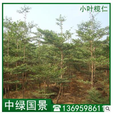 小叶榄仁价格 细叶榄仁 绿化苗木 移植苗批发图2