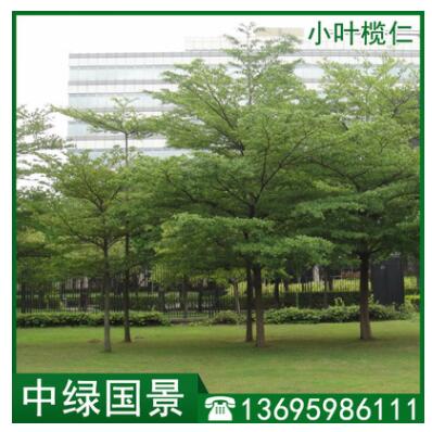 小叶榄仁价格 细叶榄仁 绿化苗木 移植苗批发图3