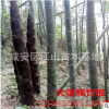 楠竹根种 楠竹之乡竹根批发直径2-3公分4-11节芽