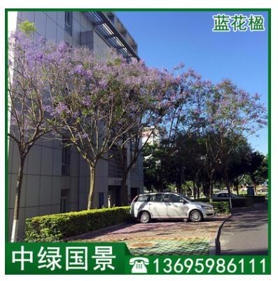 蓝花楹批发 地苗移植苗 绿化树 风景树图3