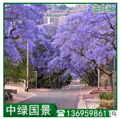 蓝花楹批发 地苗移植苗 绿化树 风景树