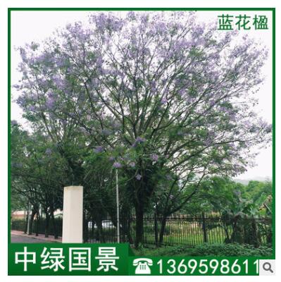 蓝花楹批发 地苗移植苗 绿化树 风景树图2
