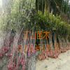 咸宁桂花树苗批发，绿化苗木，丹桂 金桂八月桂花香满园包邮