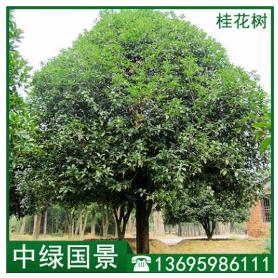 桂花树价格 园林绿化常绿乔木 工程绿化 园林造景图3
