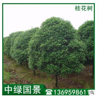 桂花树价格 园林绿化常绿乔木 工程绿化 园林造景图2