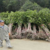 湖北桂花树苗批发 丹桂金桂四季小苗咸宁桂花