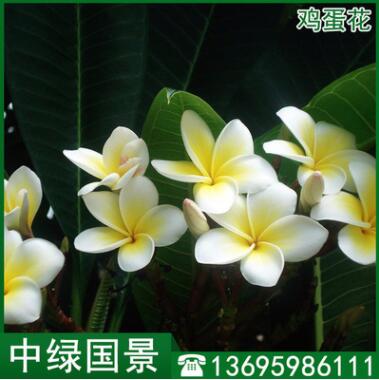 鸡蛋花报价 风景树 福建绿化苗木 移植苗地苗批发图3