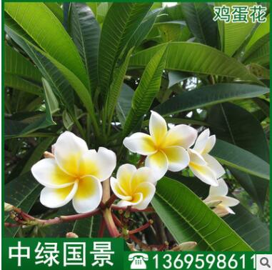 鸡蛋花报价 风景树 福建绿化苗木 移植苗地苗批发图2