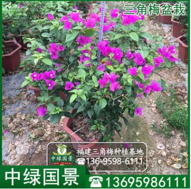 漳州三角梅小苗高度30-150公分 三角梅园林园艺绿化批发图2