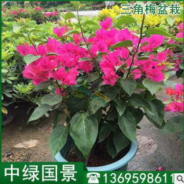 漳州三角梅小苗高度30-150公分 三角梅园林园艺绿化批发图3