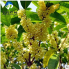 批发优质桂花树苗 苗木基地直销 绿化工程苗 成活高 量大批发