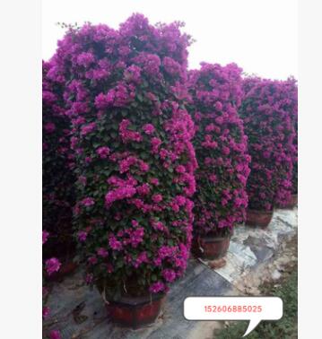 厂家直销三角梅花卉盆景基地地被批发紫花灌丛桩景三角梅图3