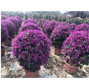 厂家直销三角梅花卉盆景基地地被批发紫花灌丛桩景三角梅图2