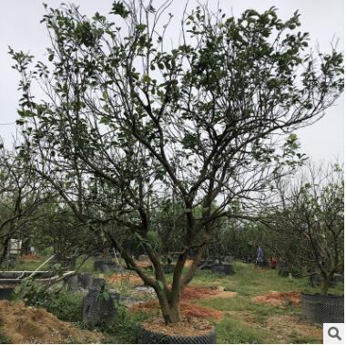 厂家直销柚子树香泡批发果树量大从优水果一手货源柚子树图2