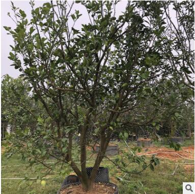 厂家直销柚子树香泡批发果树量大从优水果一手货源柚子树图3