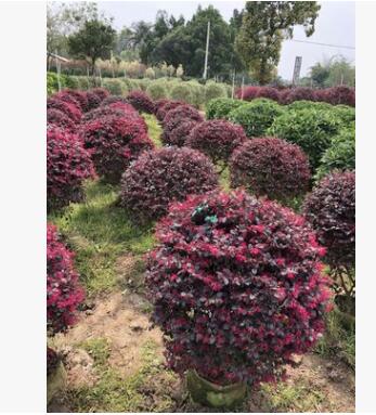 厂家直销 红花檵木球 工程绿化 红花檵木图3