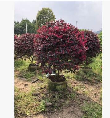 厂家直销 红花檵木球 工程绿化 红花檵木图2