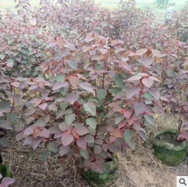 厂家直销红叶乌桕批发苗木量大从优图3