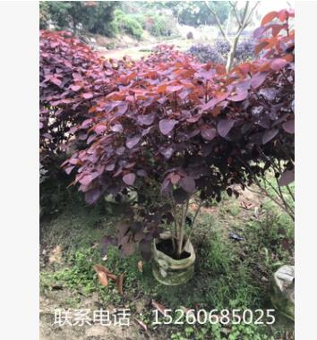 厂家直销红叶乌桕批发苗木量大从优图2