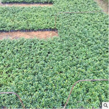 厂家直销福建茶批发茶花小苗量大从优绿化苗图3