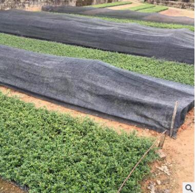 厂家直销福建茶批发茶花小苗量大从优绿化苗图2