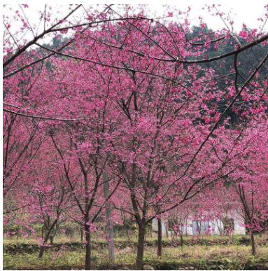 厂家直销福建山樱花庭院绿化量大从优福建山樱花