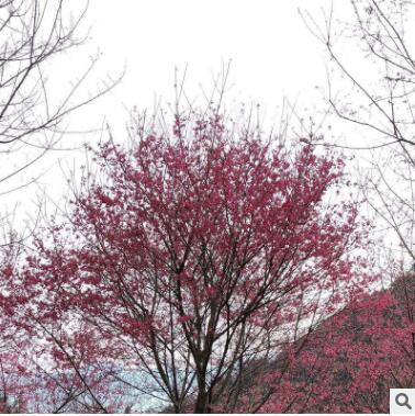 厂家直销福建山樱花庭院绿化量大从优福建山樱花图3