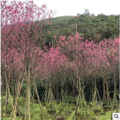 厂家直销福建山樱花庭院绿化量大从优福建山樱花图2