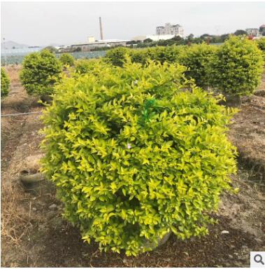 厂家直销黄金叶批发盆栽杯量大从优树苗地被园林绿化黄金叶图3