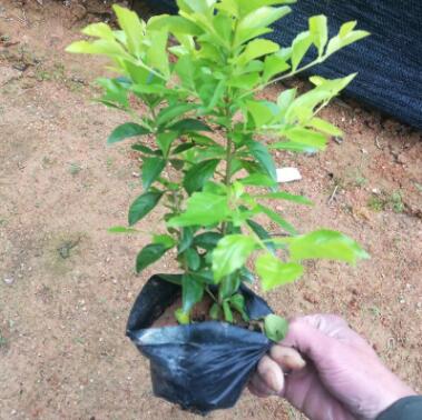 厂家直销黄金叶批发盆栽杯量大从优树苗地被园林绿化黄金叶图2