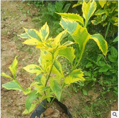 厂家直销金边假连翘批发盆栽杯量大从优树苗一手货源金边假连翘图3