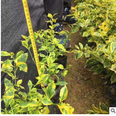 厂家直销金边假连翘批发盆栽杯量大从优树苗一手货源金边假连翘图2