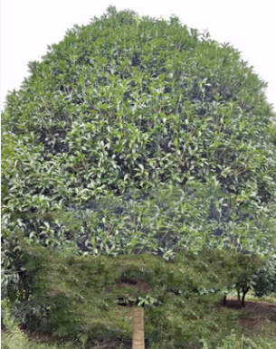 产地货源 嫁接桂花树 高30cm-200cm 常绿性黄色系自产自销