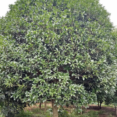 批发销售桂花树 八月桂 四季桂 状元红桂等各种小树 基地