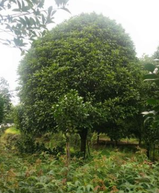 大量供应 优质桂花树8到30公分 量大从优