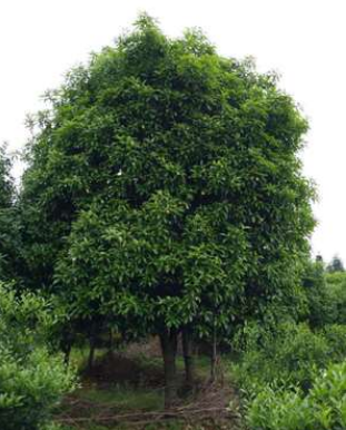 广西 全州 桂花树 金/银桂 苗木 绿化 批发 质量保证 基地直销