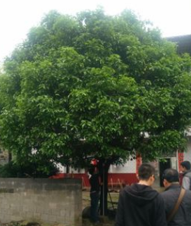 八月桂花树 出售桂花树 单杆桂花树价格 桂花树8-30公分