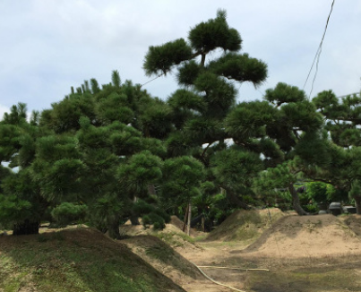 出售行道庭荫黑松树易成活耐寒耐旱根系发达山东黑松基地