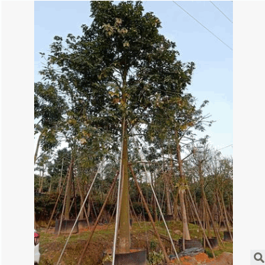 基地直销福建澳洲火焰木 各种规格移栽树 适合别墅豪宅景观工程