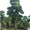 基地造型罗汉松胸径8-25cm 庭院绿化风景树造型罗汉松