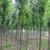 白蜡苗 树形优美 根系发达 园林绿化 白蜡苗