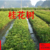 耐寒桂花树桂花苗湖北桂花河南桂花绿化苗木桂花树小苗价格
