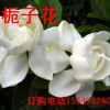 传统名花 大花栀子花 素白清秀 清香一绝 栀子花湖北花卉批发价格