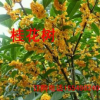 岩桂樨树桂花金桂湖北桂花河南桂花树规格绿化苗木花卉价格